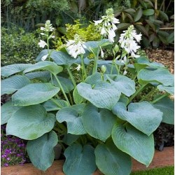 Plante Hosta Bressingham Beauty -Crin de toamna
