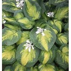 Plante Hosta Brother Stefan -Crin de toamna