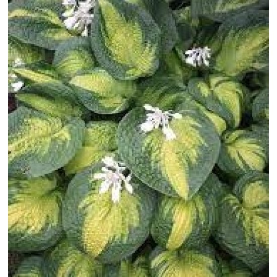 Plante Hosta Brother Stefan -Crin de toamna Plante Hosta Brother Stefan -Crin de toamna