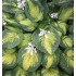 Plante Hosta Brother Stefan -Crin de toamna