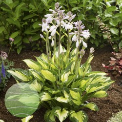 Plante Hosta Colored Hulk - Crin de toamna