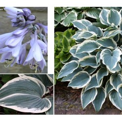 Plante Hosta El Nino-Crin de toamna