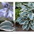 Plante Hosta El Nino-Crin de toamna