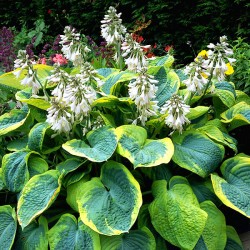 Plante Hosta Frances Williams -Crin de toamna