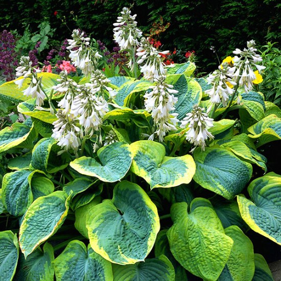 Plante Hosta Frances Williams -Crin de toamna