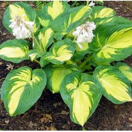 Plante Hosta Great Expectations-Crin de toamna