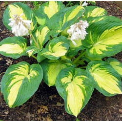 Plante Hosta Great Expectations-Crin de toamna