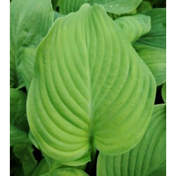 Plante Hosta Guacamole -Crin de toamna