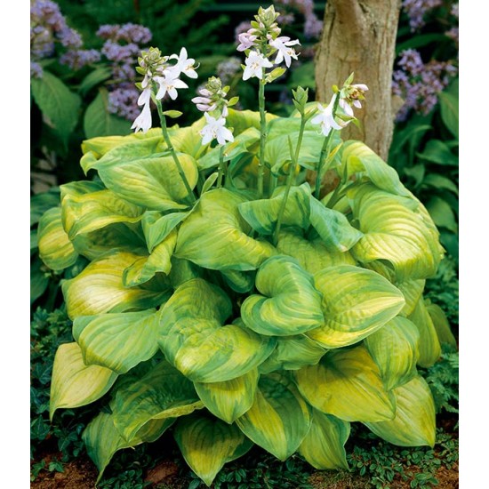Plante Hosta Guacamole -Crin de toamna Plante Hosta Guacamole -Crin de toamna