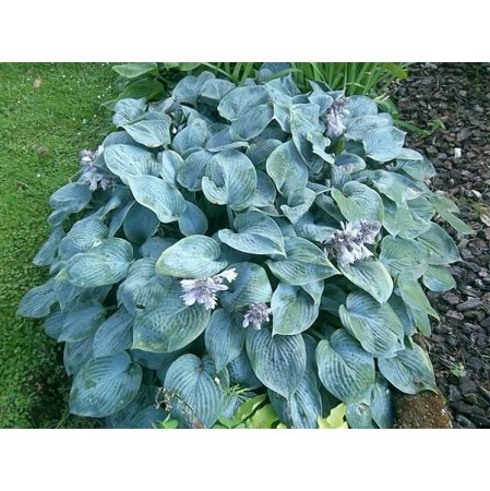Plante Hosta Hadspen Blue -Crin de toamna