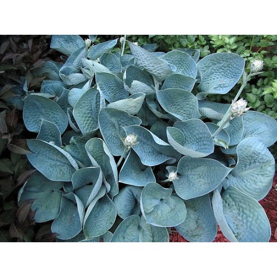 Plante Hosta Love Pat-Crin de toamna Plante Hosta Love Pat-Crin de toamna