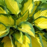 Plante Hosta Orange Marmelade - Crin de toamna