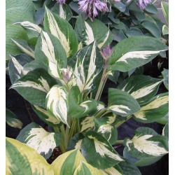 Plante Hosta Pathfinder - Crin de toamna