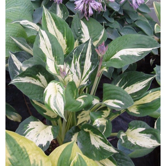 Plante Hosta Pathfinder - Crin de toamna