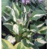 Plante Hosta Pathfinder - Crin de toamna