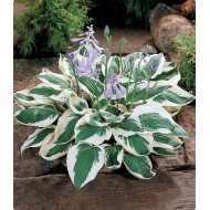 Plante Hosta Patriot - Crin de toamna