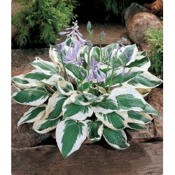 Plante Hosta Patriot - Crin de toamna