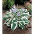 Plante Hosta Patriot - Crin de toamna