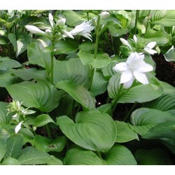Plante Hosta plantaginea Aphrodite - Crin de toamna