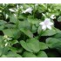 Plante Hosta plantaginea Aphrodite - Crin de toamna