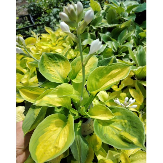 Plante Hosta Rainforest Sunrise - Crin de toamna