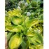 Plante Hosta Rainforest Sunrise - Crin de toamna