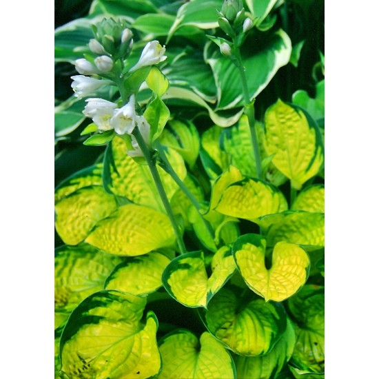 Plante Hosta Rainforest Sunrise - Crin de toamna Plante Hosta Rainforest Sunrise - Crin de toamna