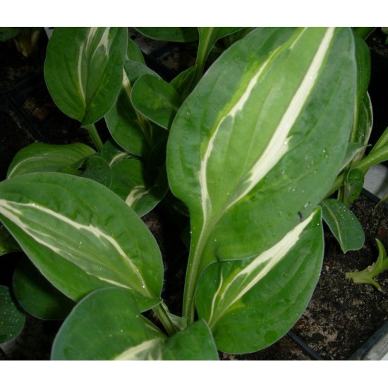 Plante Hosta Snake Eyes-Crin de toamna Plante Hosta Snake Eyes-Crin de toamna