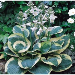 Plante Hosta Snow Cap -  Crin de toamna