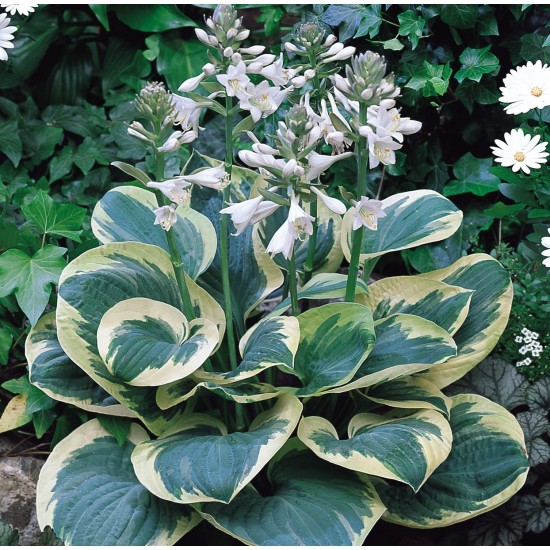 Plante Hosta Snow Cap - Crin de toamna Plante Hosta Snow Cap - Crin de toamna