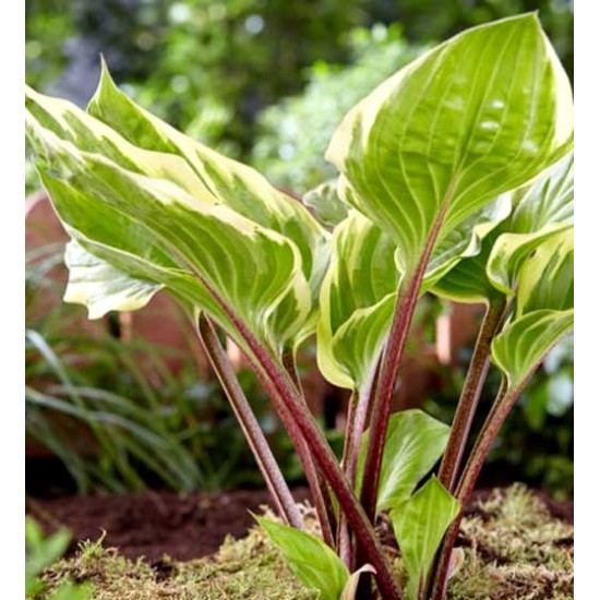 Plante Hosta Sorbet-Crin de toamna Plante Hosta Sorbet-Crin de toamna