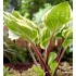 Plante Hosta Sorbet-Crin de toamna