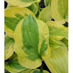 Plante Hosta Summer Lovin -Crin de toamna