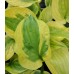 Plante Hosta Summer Lovin -Crin de toamna