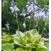 Plante Hosta Summer Lovin -Crin de toamna