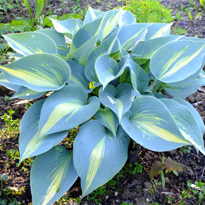 Plante Hosta Touch of Class-Crin de toamna