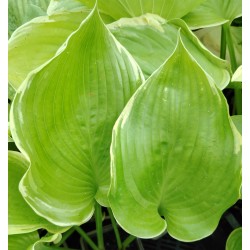 Plante Hosta Winter Snow - Crin de toamna