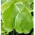 Plante Hosta Winter Snow - Crin de toamna