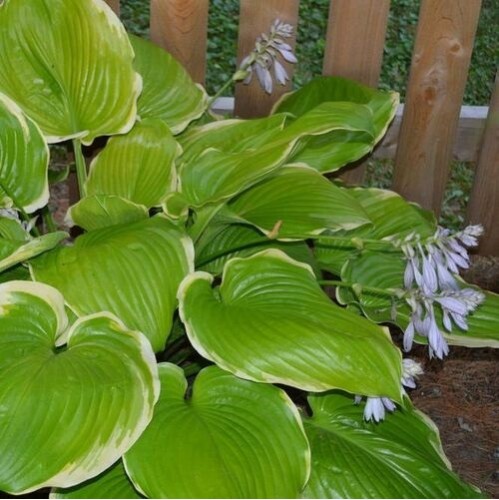 Plante Hosta Winter Snow - Crin de toamna