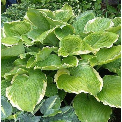 Plante Hosta Winter Snow - Crin de toamna