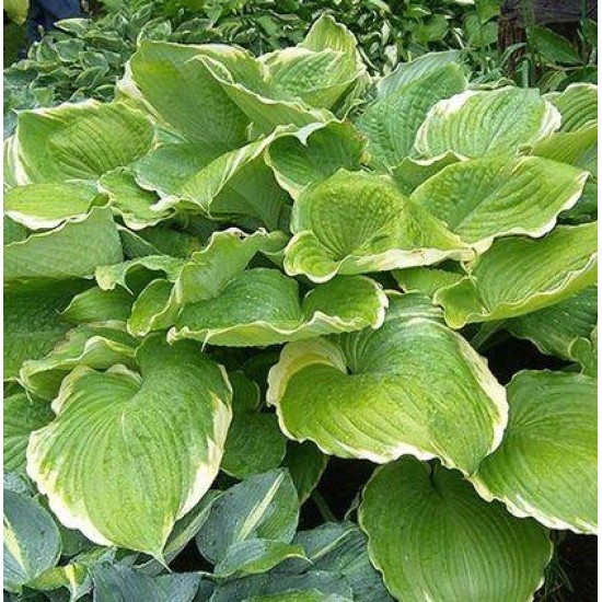 Plante Hosta Winter Snow - Crin de toamna Plante Hosta Winter Snow - Crin de toamna