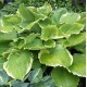 Plante Hosta Winter Snow - Crin de toamna Plante Hosta Winter Snow - Crin de toamna