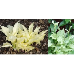 Plante Hosta White Feather - Crin de toamna