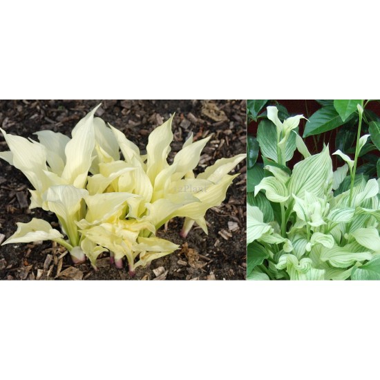 Plante Hosta White Feather - Crin de toamna Plante Hosta White Feather - Crin de toamna