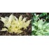 Plante Hosta White Feather - Crin de toamna