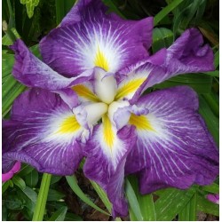 Plante Iris ensata Dinner Plate Jell-O -Stanjenel japonez