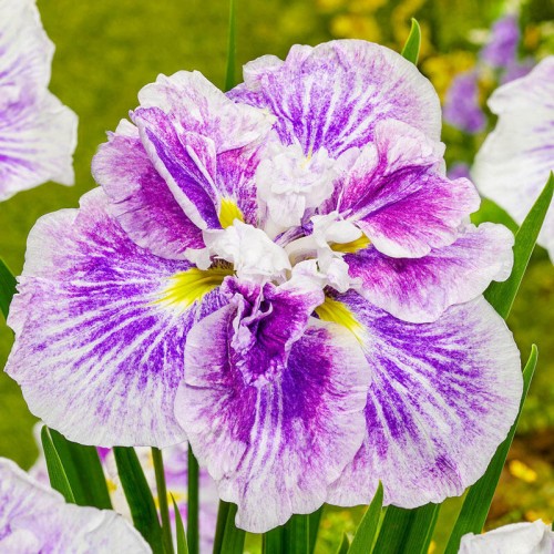 Plante Iris ensata Dinner Plate Tiramisu-Stanjenel japonez