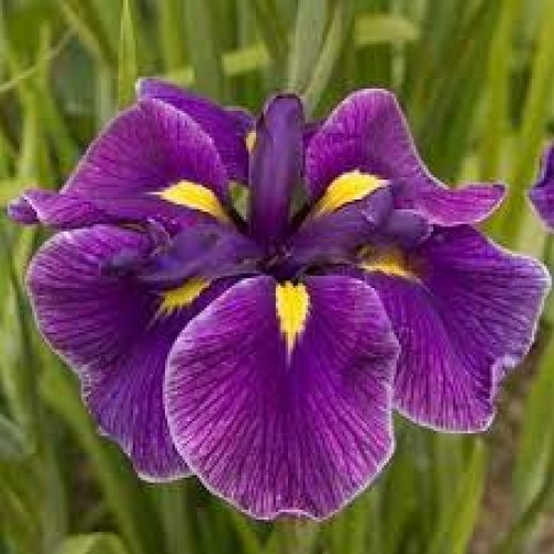 Plante Iris ensata Katy Mendez-Stanjenel japonez