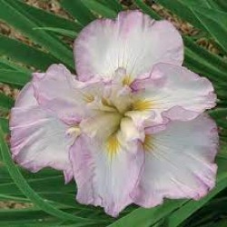 Plante Iris ensata Lady in Waiting -Stanjenel japonez