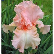 Plante Iris germanica Beverly Sills